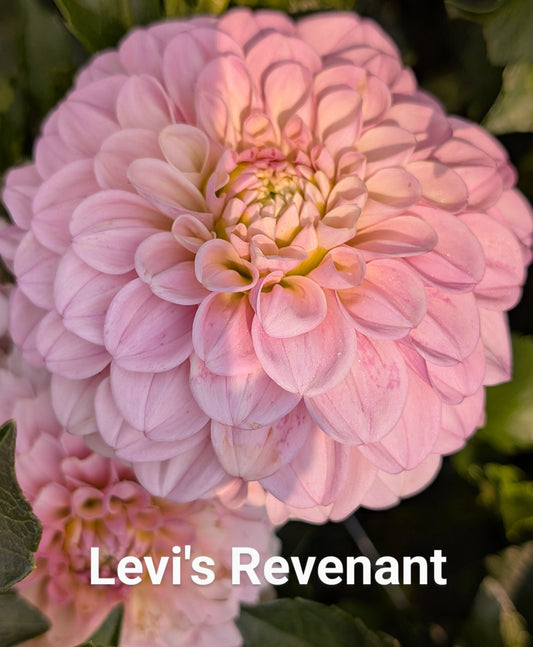 Levi's Revenant dahlia tuber