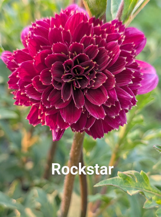 Rockstar dahlia tuber