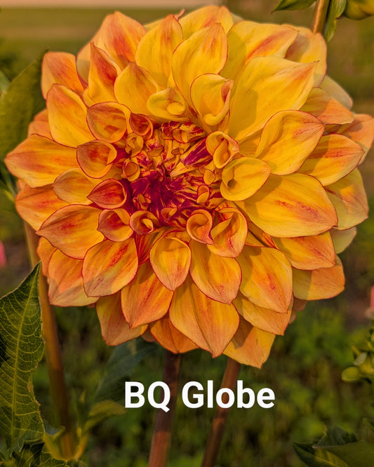 Bloomquist Globe dahlia tuber