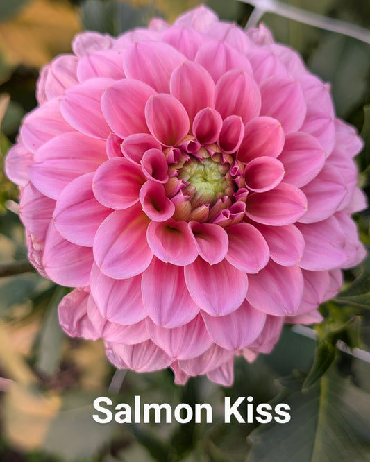 Salmon Kiss dahlia tuber