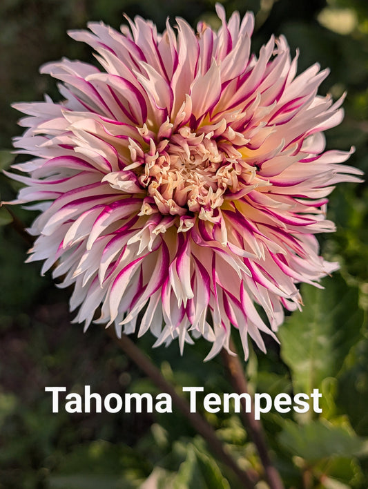 Tahoma Tempest dahlia tuber