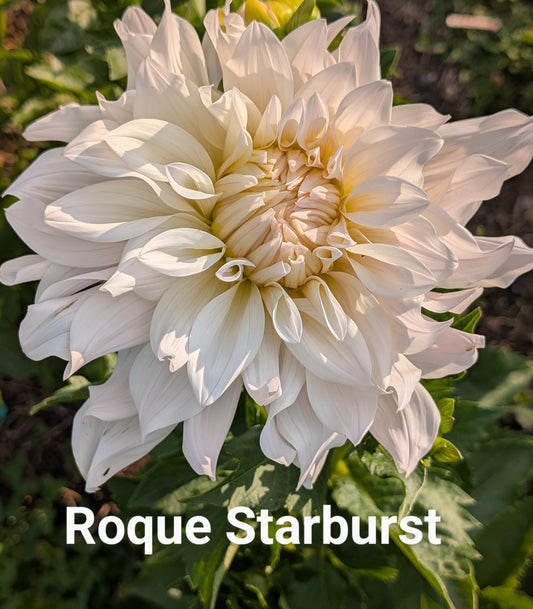 Roque Starburst dahlia tuber