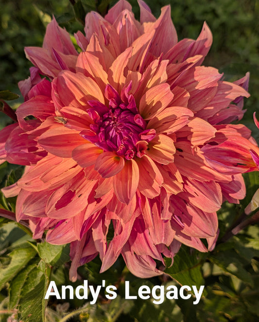 Andy's Legacy dahlia tuber