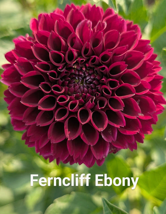 Ferncliff Ebony dahlia tuber