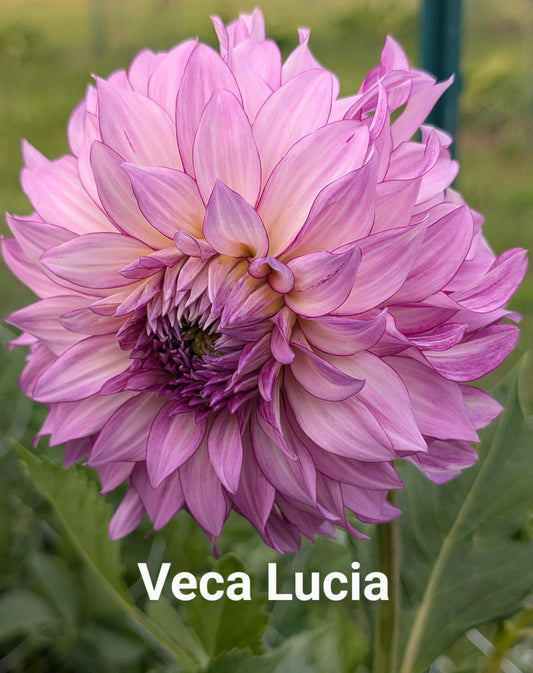 Veca Lucia dahlia tuber