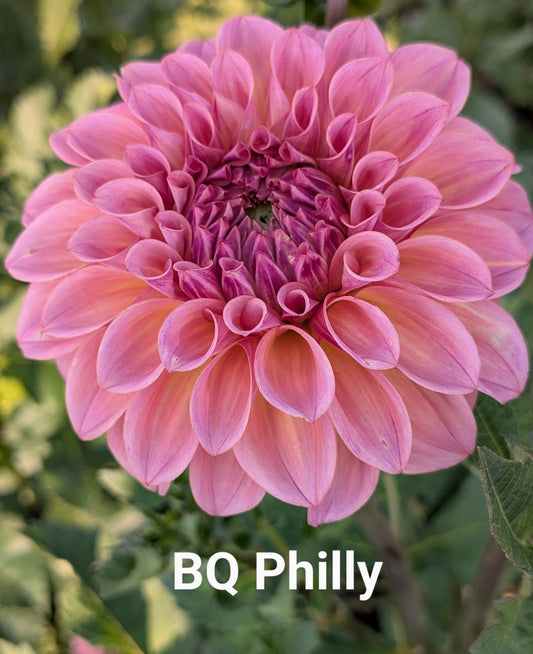 Bloomquist Philly dahlia tuber