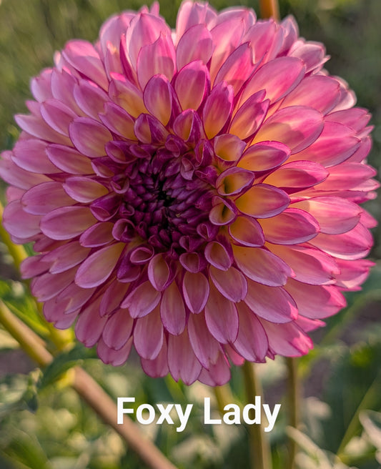 Foxy Lady dahlia tuber