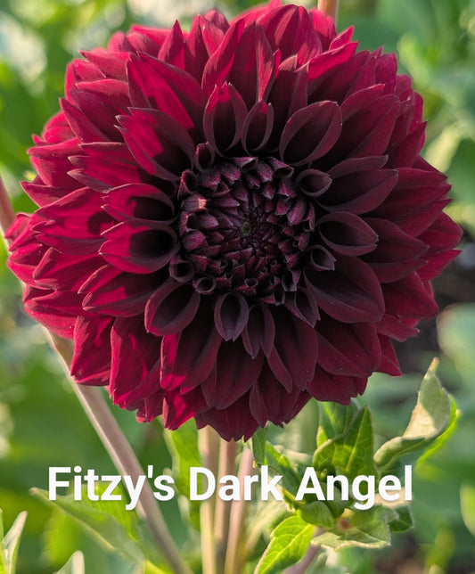 Fitzy's Dark Angel dahlia tuber