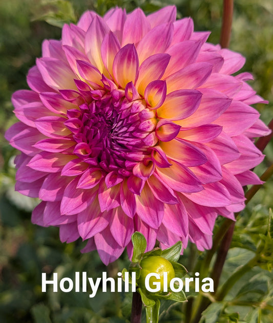 Hollyhill Gloria dahlia tuber