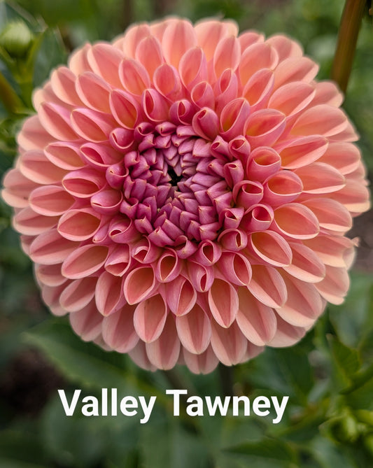 Valley Tawney dahlia tuber