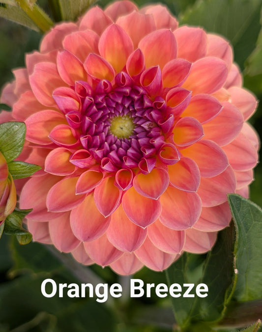 Orange Breeze dahlia tuber