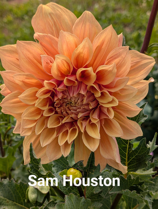 Sam Houston dahlia tuber