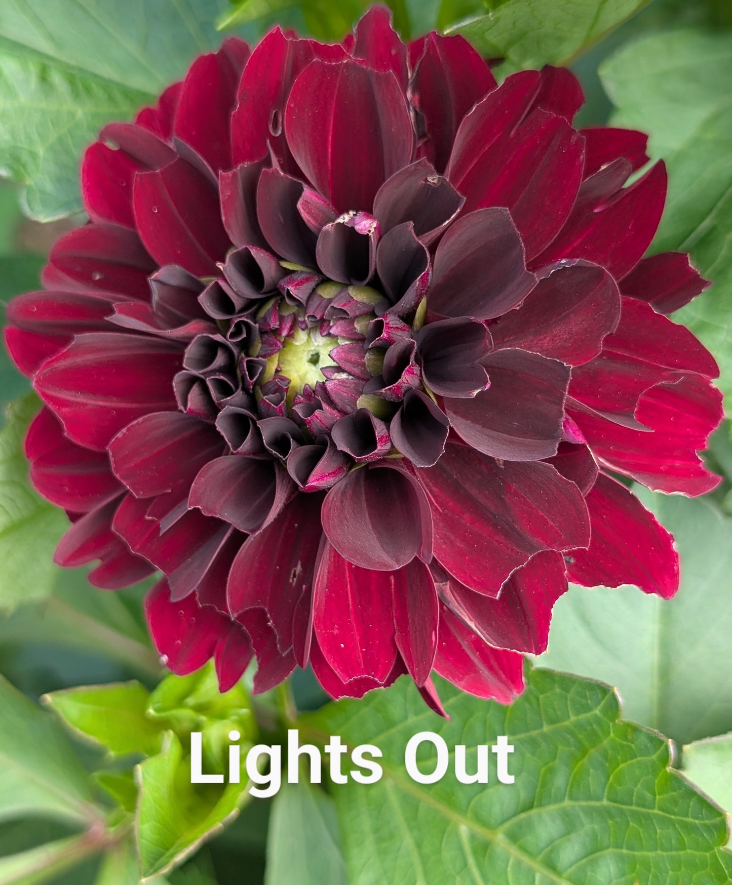 Lights Out dahlia tuber