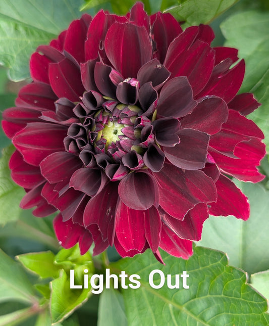 Lights Out dahlia tuber