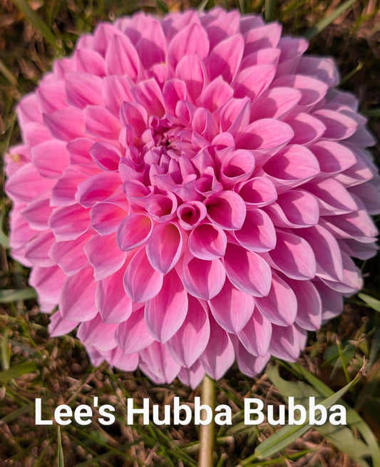 Lee's Hubba Bubba dahlia tuber