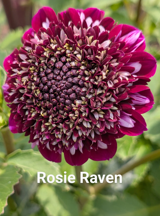 Rosie Raven dahlia tuber