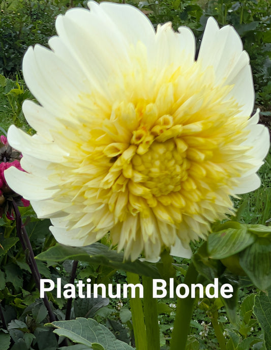 Platinum Blonde dahlia tuber