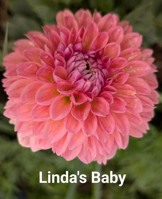 Linda's Baby dahlia tuber