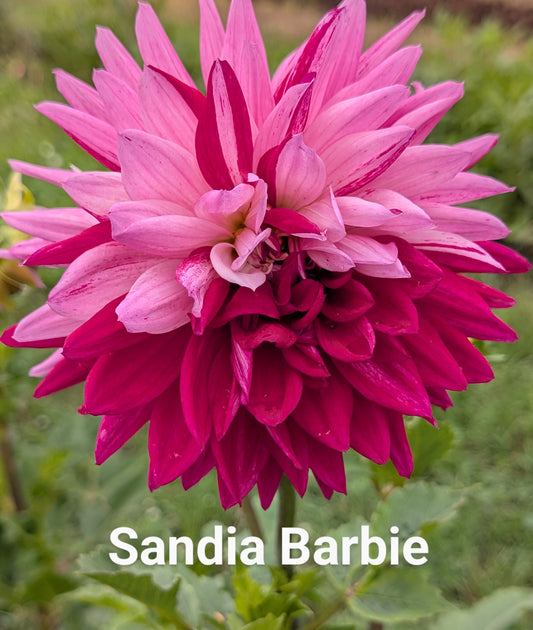 Sandia Barbie dahlia tuber