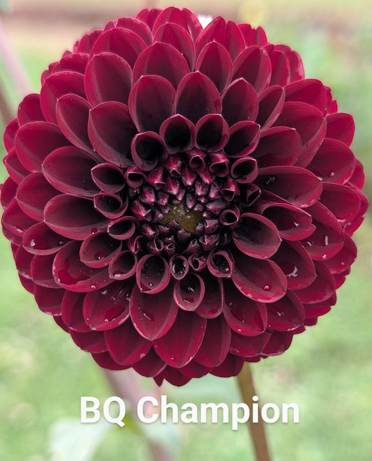 Bloomquist Champion dahlia tuber