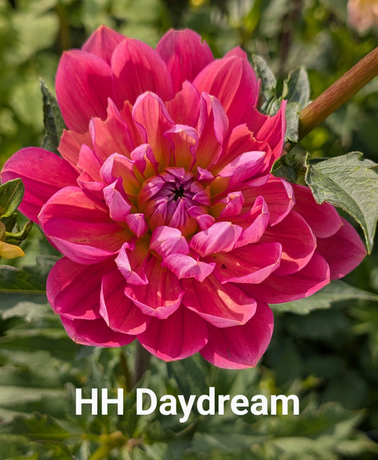 Hollyhill Daydream dahlia tuber