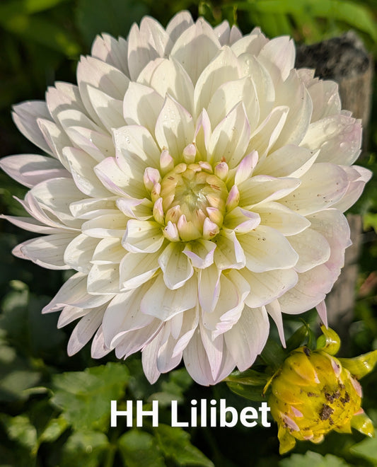 Hollyhill Lilibet dahlia tuber