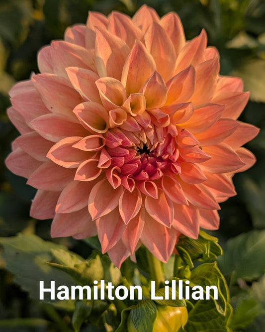 Hamilton Lillian dahlia tuber