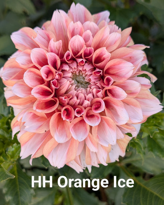Hollyhill Orange Ice dahlia tuber