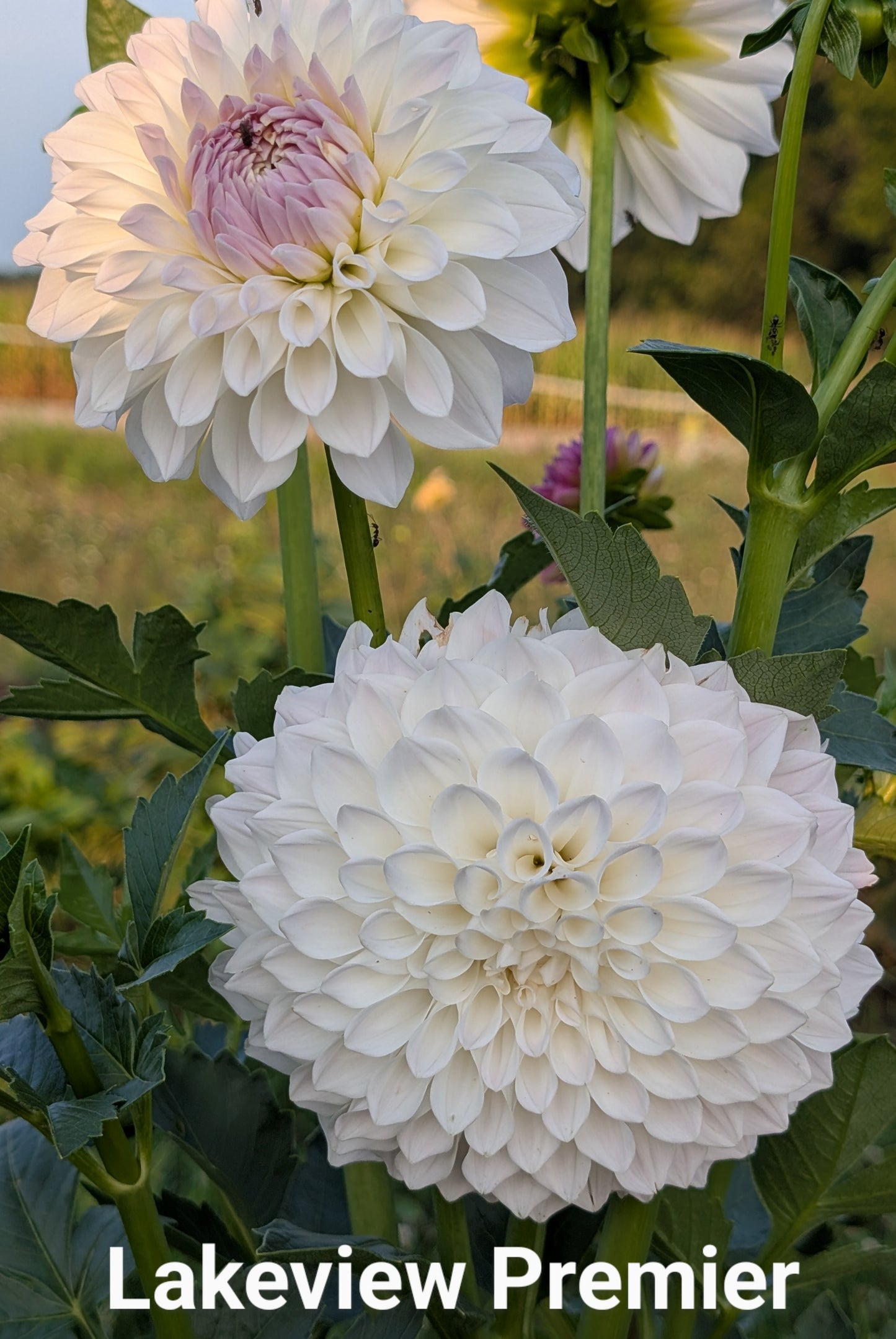 Lakeview Premier dahlia tuber