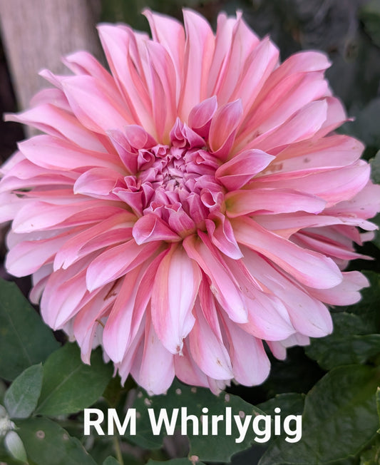 RM Whirlygig dahlia tuber