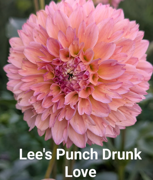 Lee's Punch Drunk Love dahlia tuber
