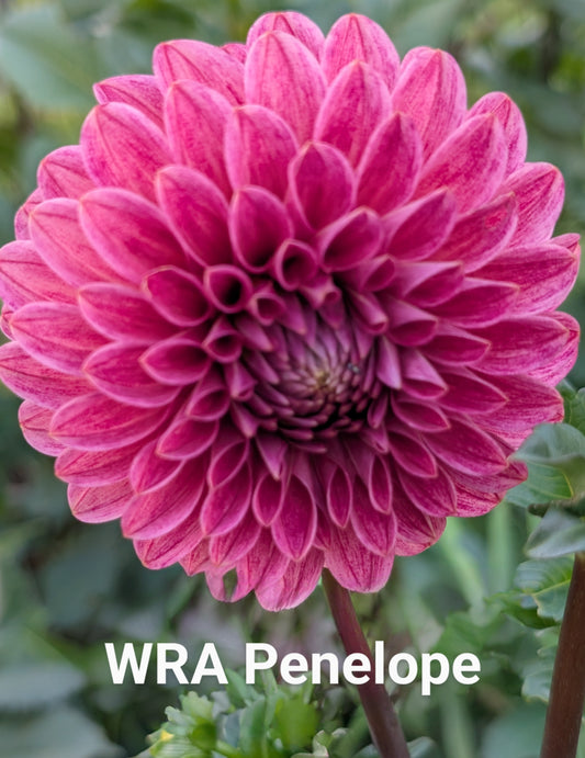 WRA Penelope dahlia tuber