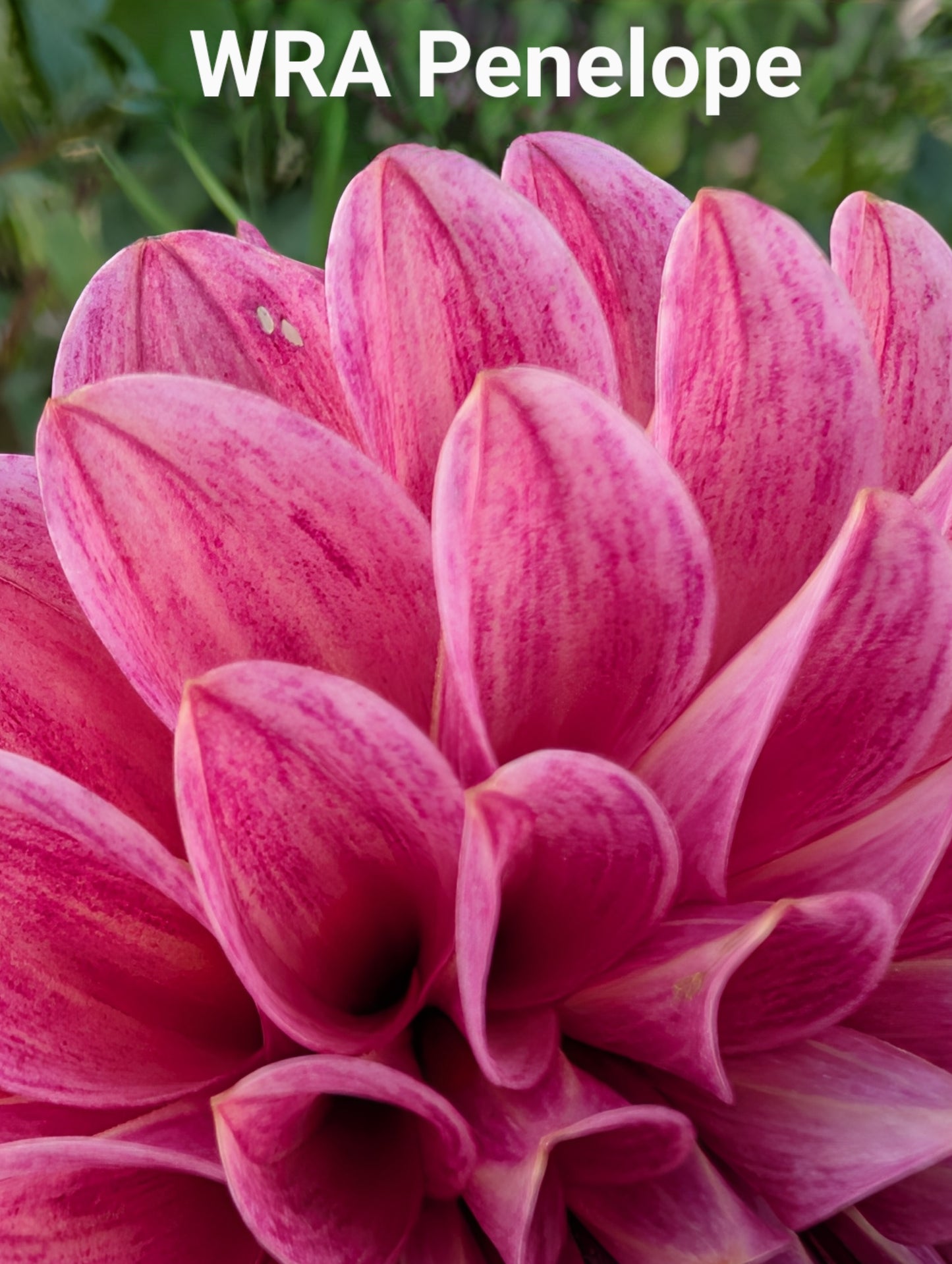 WRA Penelope dahlia tuber