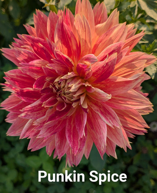 Punkin Spice dahlia tuber
