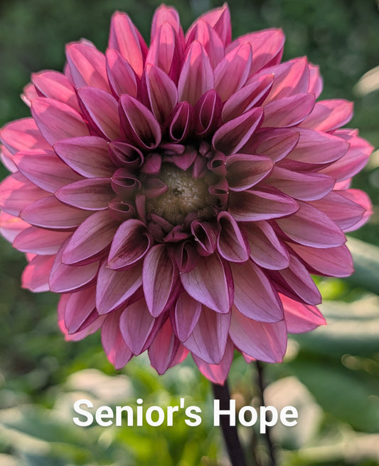 Senior's Hope dahlia tuber