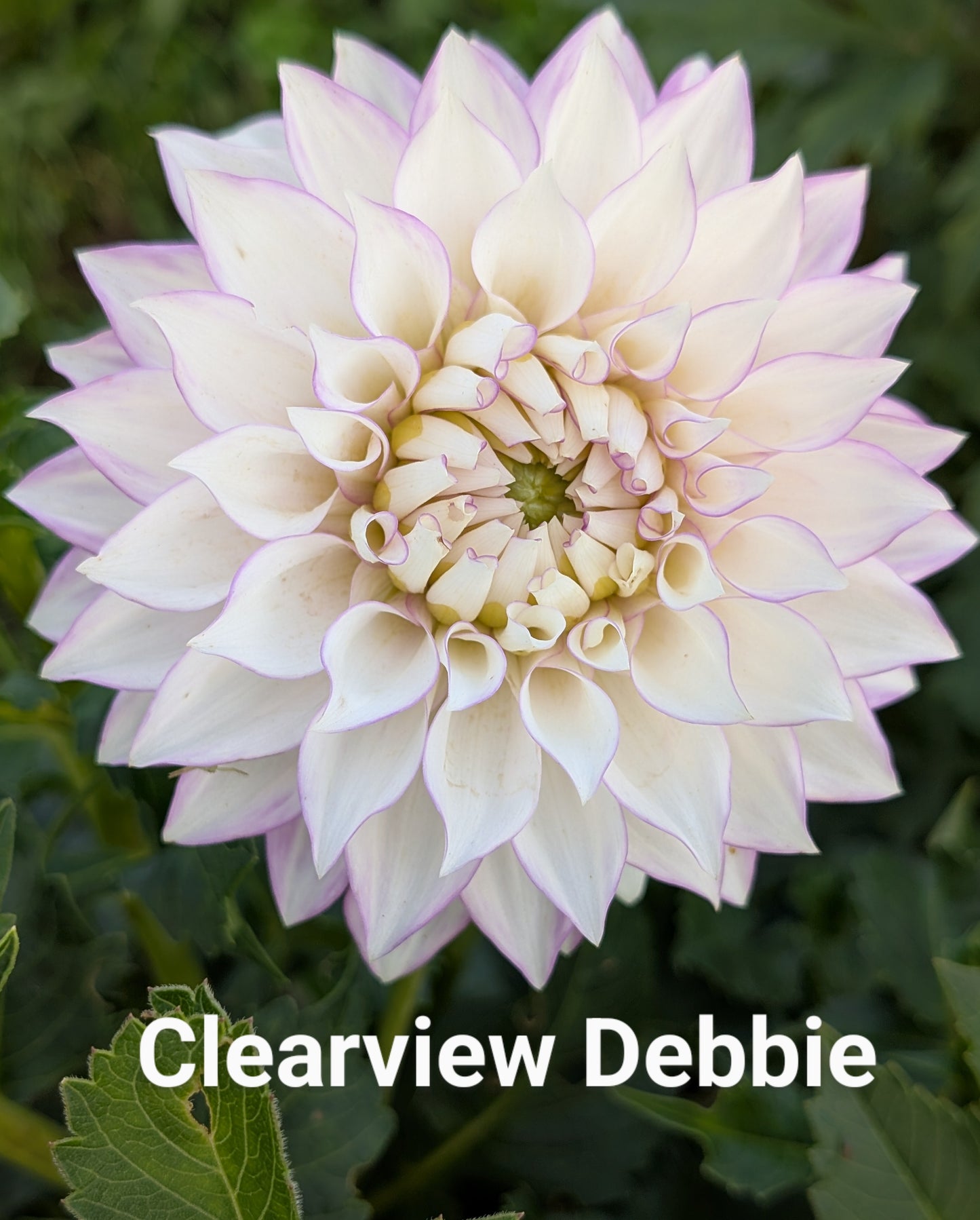 Clearview Debby dahlia tuber