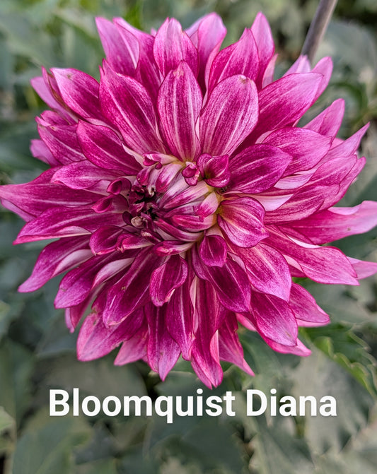 Bloomquist Diana dahlia tuber