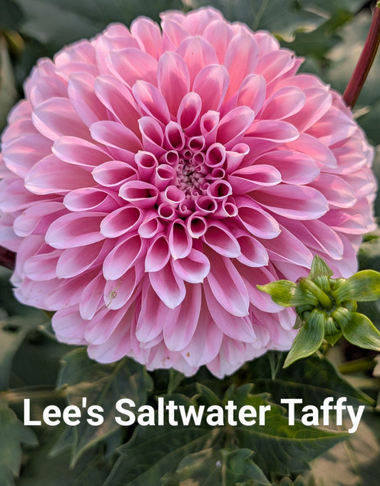 Lee's Saltwater Taffy dahlia tuber