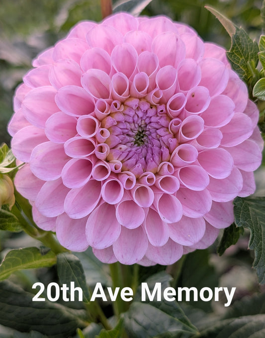20th Ave Memory dahlia tuber