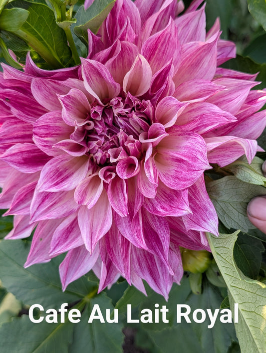Cafe Au Lait Royal dahlia tuber