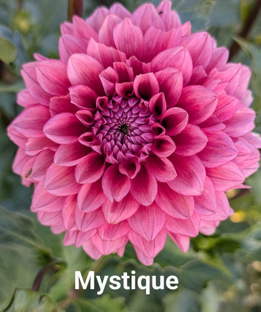 Mystique dahlia tuber