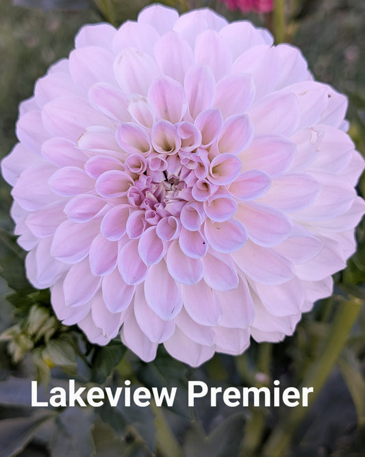 Lakeview Premier dahlia tuber