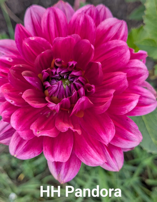 Hollyhill Pandora dahlia tuber