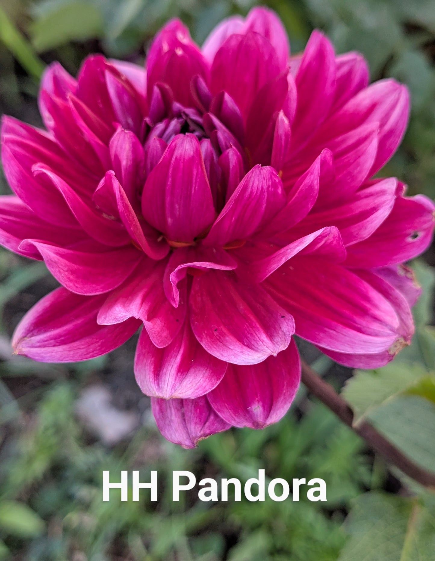 Hollyhill Pandora dahlia tuber