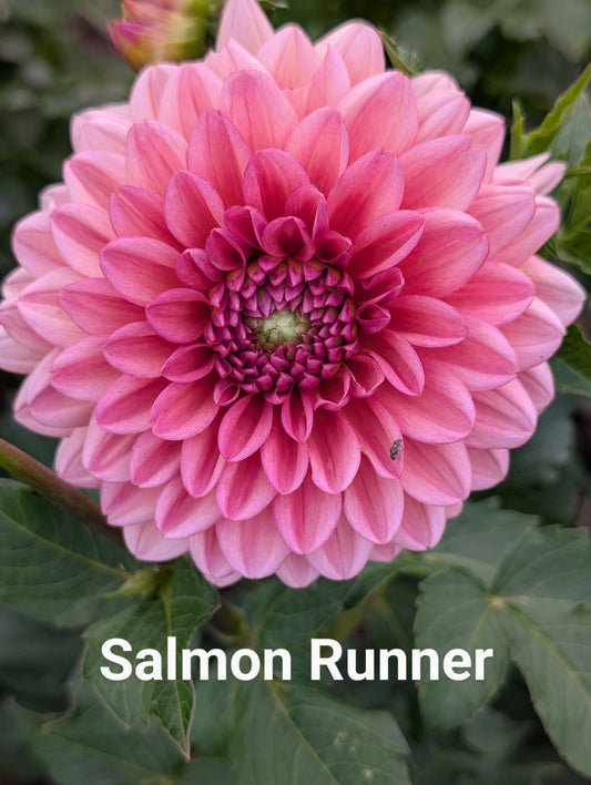 Salmon Runner dahlia tuber