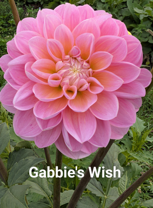 Gabbie's Wish dahlia tuber
