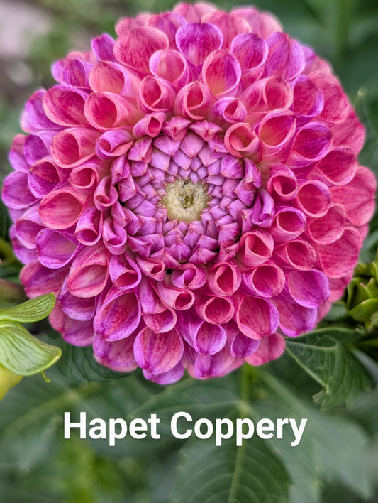 Hapet Coppery dahlia tuber
