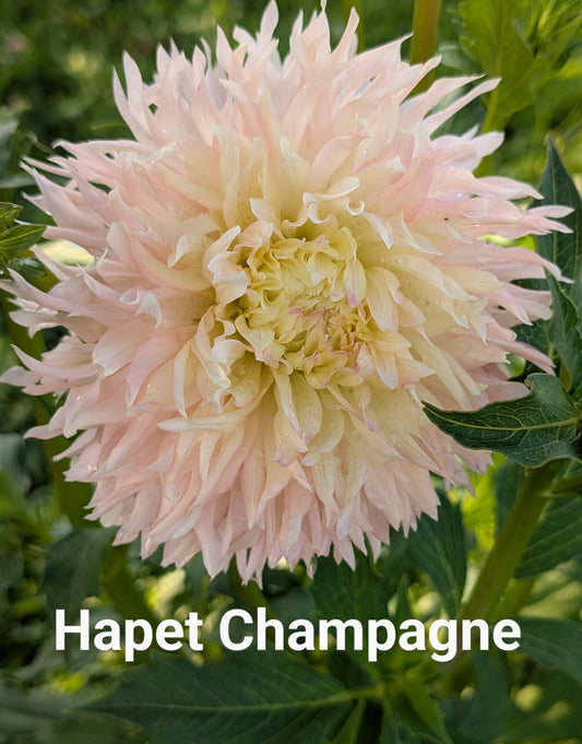 Hapet Champagne dahlia tuber
