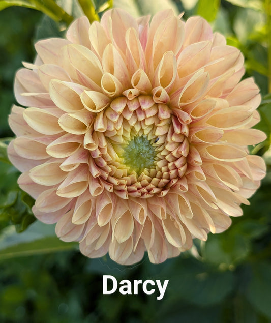 Darcy dahlia tuber