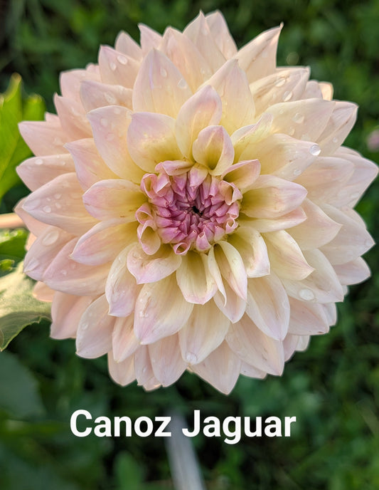 Canoz Jaguar dahlia tuber